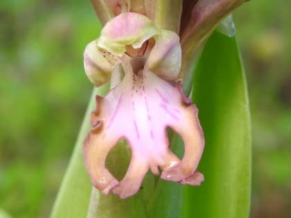 Himantoglossum robertianum - Orchidaceae