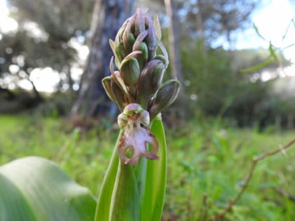 Himantoglossum robertianum - Orchidaceae