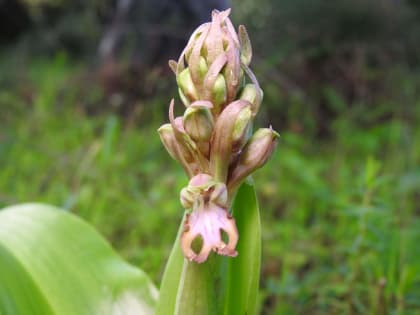 Himantoglossum robertianum - Orchidaceae