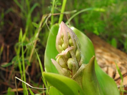 Himantoglossum robertianum - Orchidaceae
