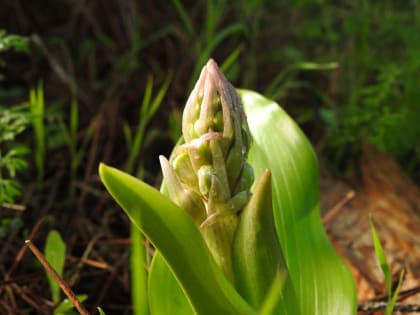 Himantoglossum robertianum - Orchidaceae