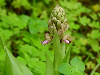 Himantoglossum robertianum - Orchidaceae