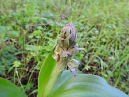 Himantoglossum robertianum - Orchidaceae