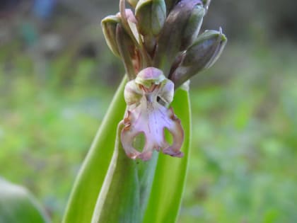 Himantoglossum robertianum - Orchidaceae