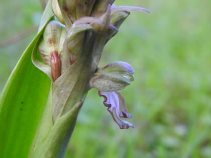 Himantoglossum robertianum - Orchidaceae