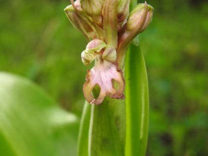 Himantoglossum robertianum - Orchidaceae