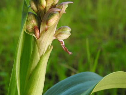 Himantoglossum robertianum - Orchidaceae