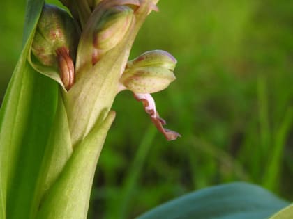 Himantoglossum robertianum - Orchidaceae
