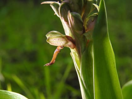 Himantoglossum robertianum - Orchidaceae