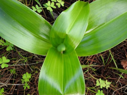 Himantoglossum robertianum - Orchidaceae