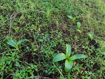 Himantoglossum robertianum - Orchidaceae