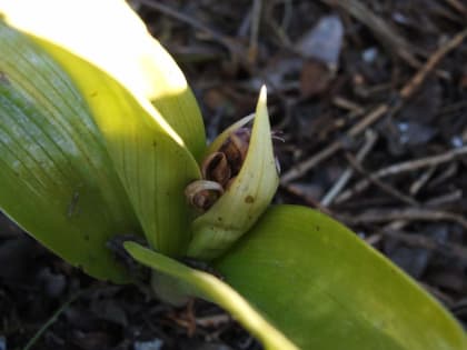 Himantoglossum robertianum - Orchidaceae