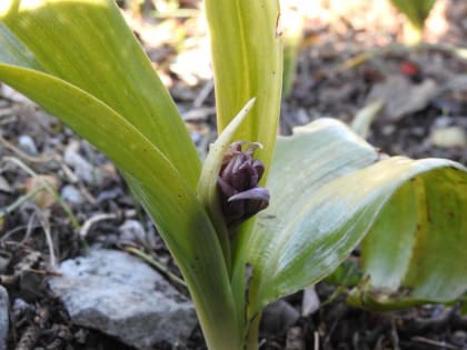 Himantoglossum robertianum - Orchidaceae