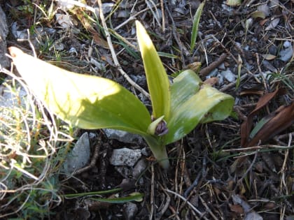 Himantoglossum robertianum - Orchidaceae