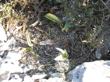 Himantoglossum robertianum - Orchidaceae
