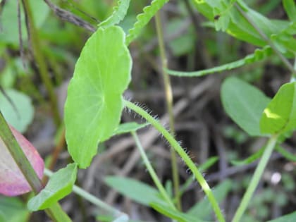 Hydrocotyle vulgaris - Araliaceae