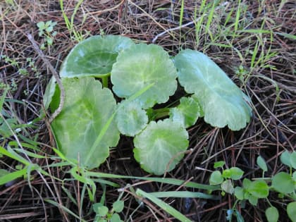 Hydrocotyle vulgaris - Araliaceae