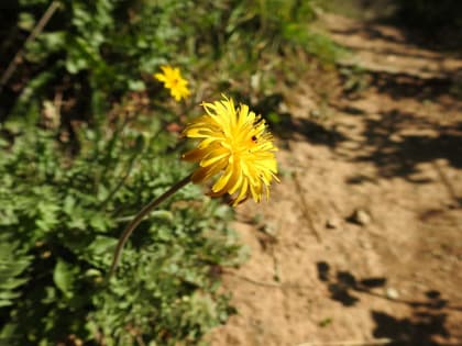 Hyoseris radiata - Asteraceae