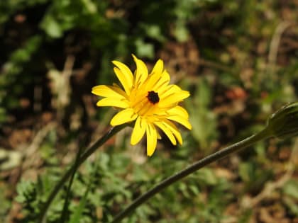 Hyoseris radiata - Asteraceae