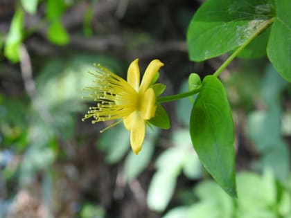 Hypericum androsaemum - Hypericaceae