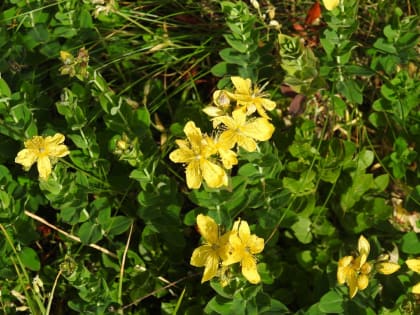 Hypericum richeri - Hypericaceae