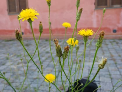 Hypochaeris radicata - Asteraceae