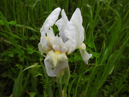 Iris lutescens - Iridaceae