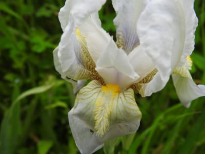 Iris lutescens - Iridaceae