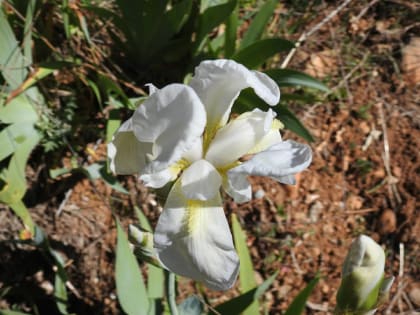 Iris lutescens - Iridaceae