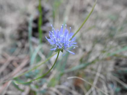 Jasione montana - Campanulaceae