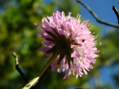 Knautia arvensis - Dipsacaceae