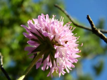 Knautia arvensis - Dipsacaceae