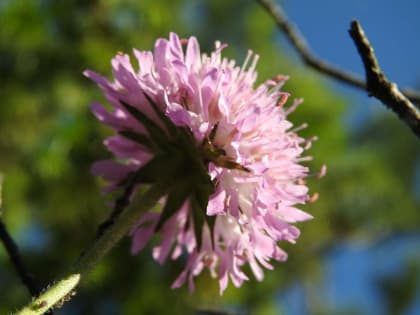 Knautia arvensis - Dipsacaceae