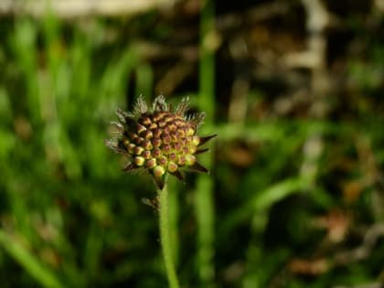 Knautia arvensis - Dipsacaceae