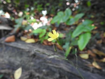 Lactuca muralis - Asteraceae