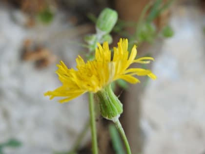 Lactuca muralis - Asteraceae