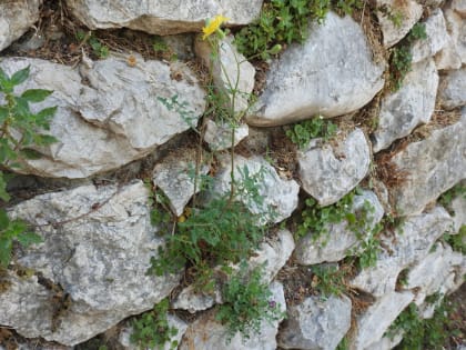 Lactuca muralis - Asteraceae