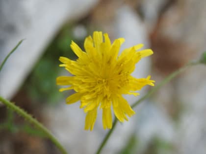 Lactuca muralis - Asteraceae