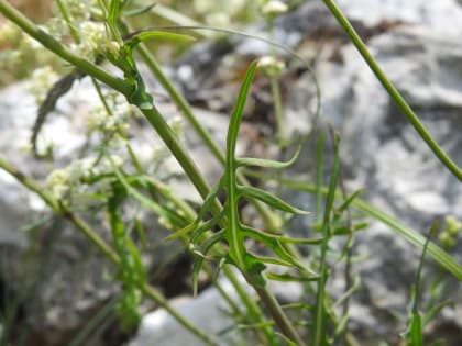 Lactuca perennis - Asteraceae