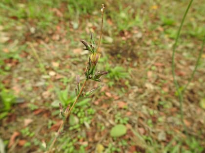 Lactuca saligna - Asteraceae