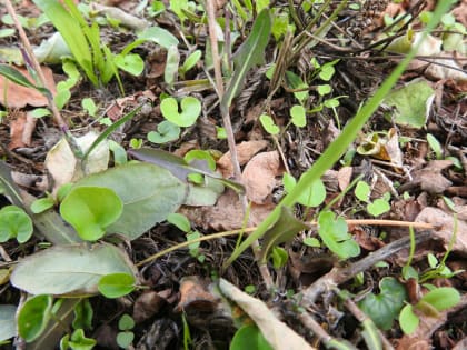 Lactuca saligna - Asteraceae