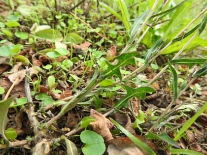 Lactuca saligna - Asteraceae