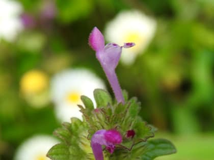 Lamium amplexicaule - Lamiaceae