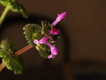 Lamium amplexicaule - Lamiaceae