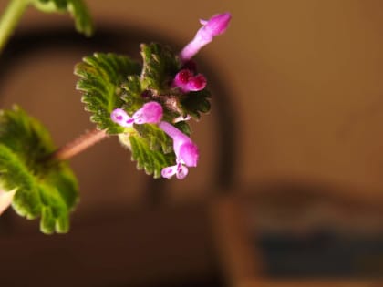 Lamium amplexicaule - Lamiaceae