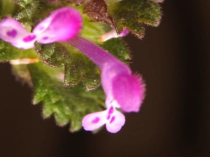 Lamium amplexicaule - Lamiaceae