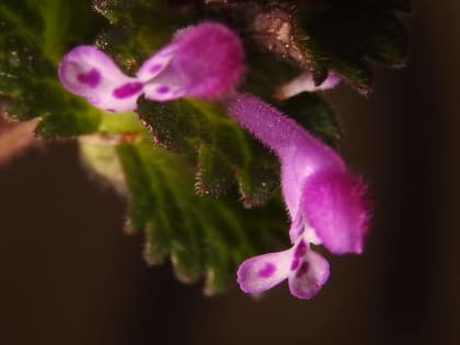 Lamium amplexicaule - Lamiaceae