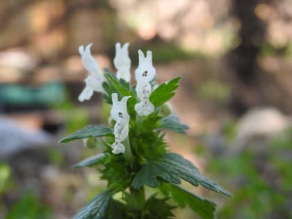 Lamium bifidum - Lamiaceae