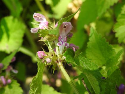 Lamium maculatum - Lamiaceae