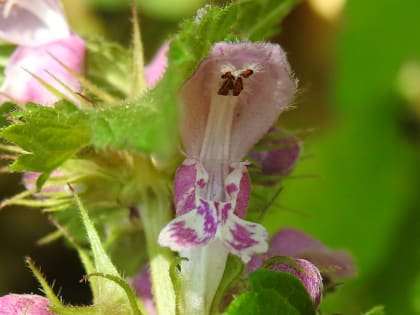 Lamium maculatum - Lamiaceae